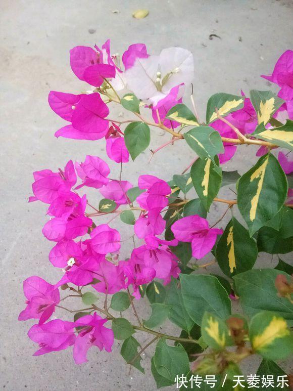 三角梅徒长不开花，也许是浇水的原因吧，新手学会变成开花机器