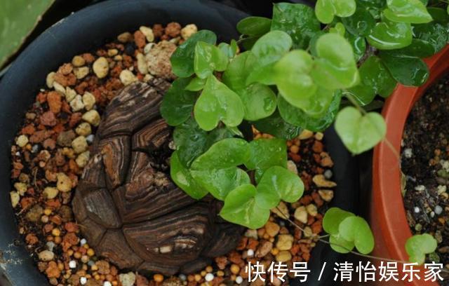 成本|花农养花为啥成本这么低学会用小苏打,几十盆都花不了2块钱