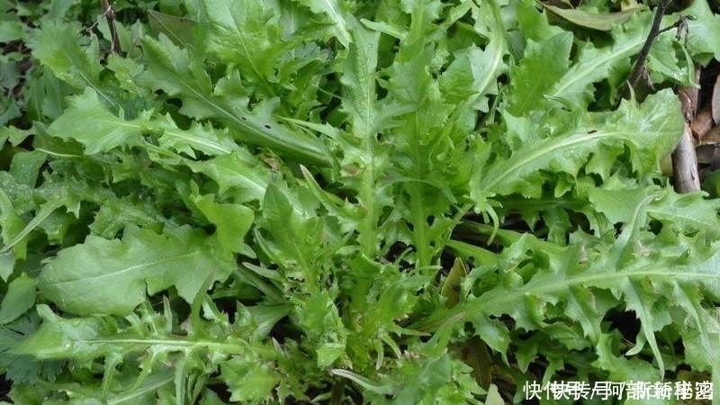 东风菜|农村4种常见野菜，殊不知强身补男，比名贵药材好，见到别踩死