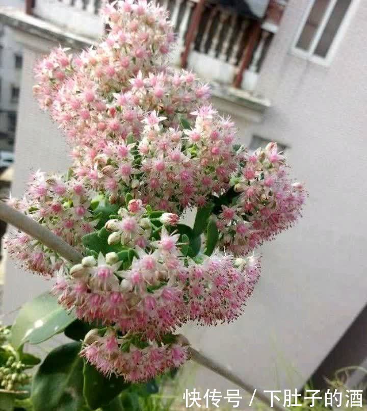 3种绿植,养在阳台露台上,不怕风吹日晒,开花也很美