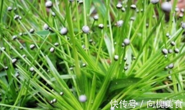 风热|这株不起眼的“小草”,却是李时珍口中的良药,明目效果胜菊花