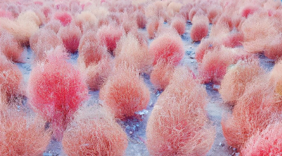 地肤|农村常见的地肤草,笤帚、饺子都能做,种在花盆里真不孬