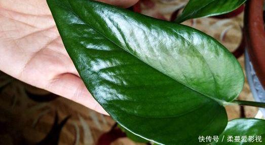 夏季浇花要慎重:用对3种''水''事半功倍,做错了后悔都来不及