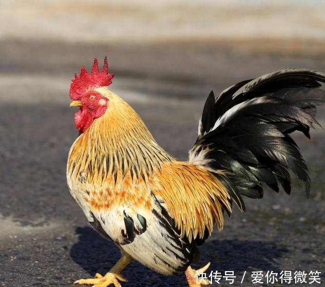 生肖|今年下半年，将在顺利之中，实现翻身致富，人生否极泰来的生肖