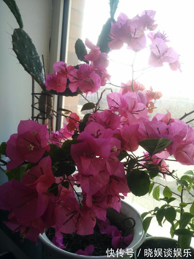 三角梅开花少、不开花学会这“3招”，不出1个月，开成大花球！