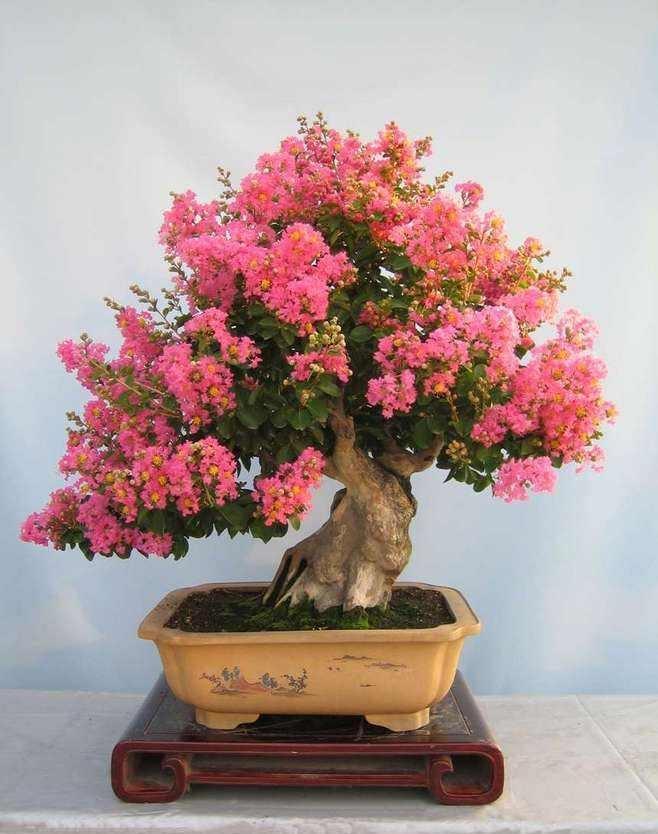 紫薇树|路边的紫薇花,种盆里变老桩盆景,价值太珍贵!