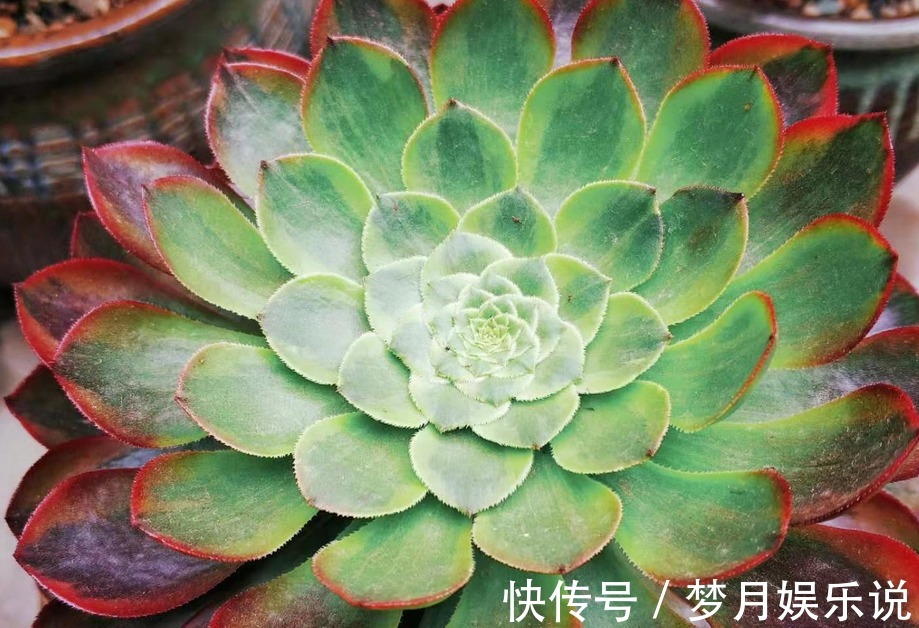 法师|夏季养殖多肉法师,多注意这3点,植株长得壮实,更易出状态