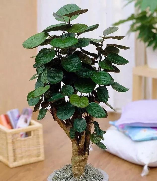 发财树|七种带“钱”的花,好看又好养,寓意吉祥,财源滚滚,建议养一盆