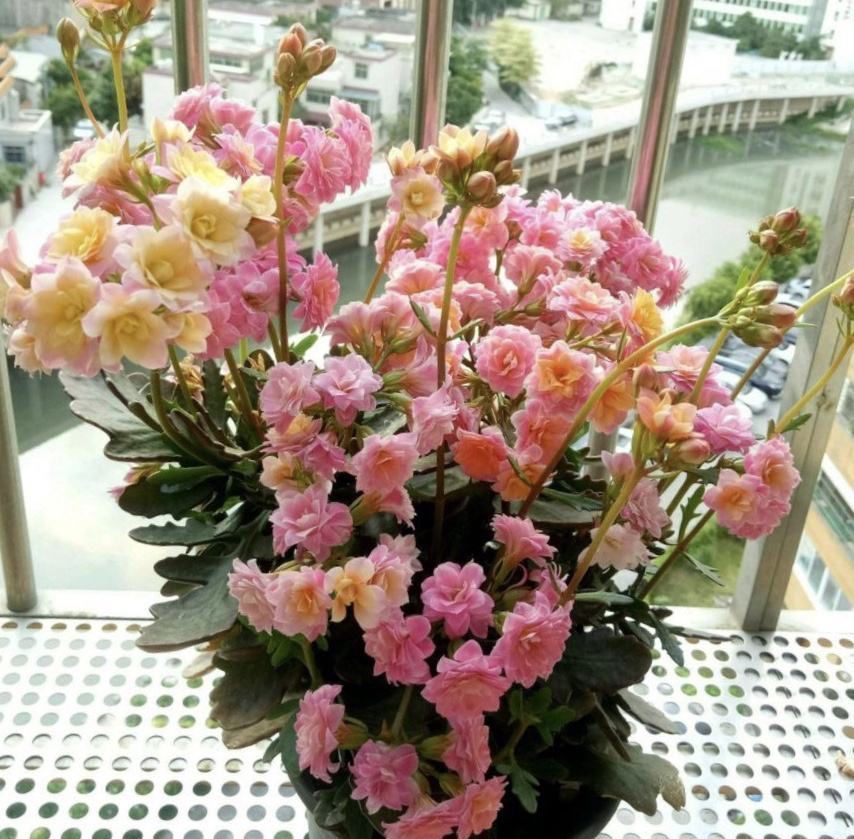 扦插|家里养长寿花,管理切记“别乱来”!养好了次次开花都爆盆