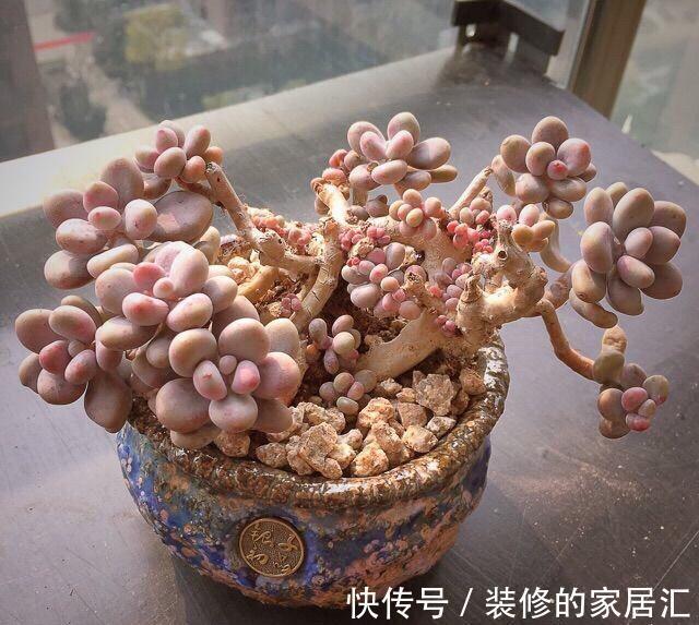 只需要一个简单的动作,就能让你徒长了的多肉变美,变胖