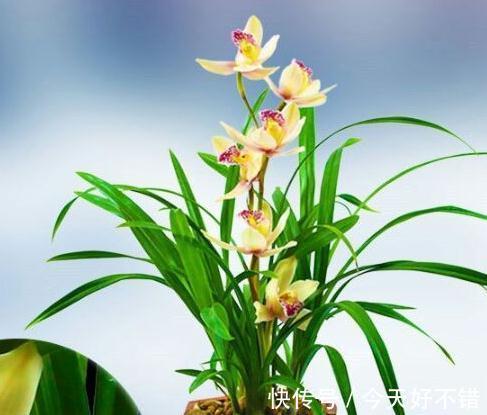 浇水|墨兰开花期间怎么养护好,学会5个方法植株开花旺盛又防落花落蕾