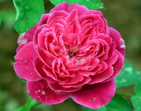 夏天不知道养什么花,这些花朵花大色艳,夏天好养活,花香还浓