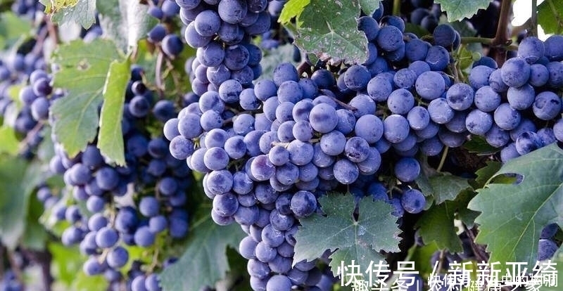 营养物质|常吃葡萄，好处多多，但切莫与一物同食，为了健康要早点了解
