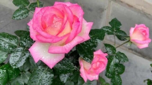 此种月季花，美得让人毫无抵抗力，花大色艳，全年开花不断！