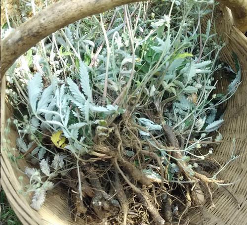 嫩茎叶是极品野菜，根酷似人参，价值也很高，却少有人知道