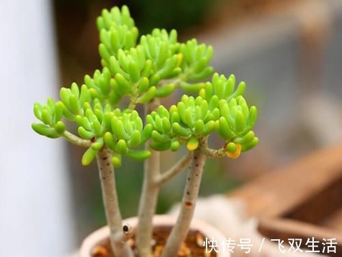 10款多肉盆栽，不必养成老桩，小小巧巧照样美丽