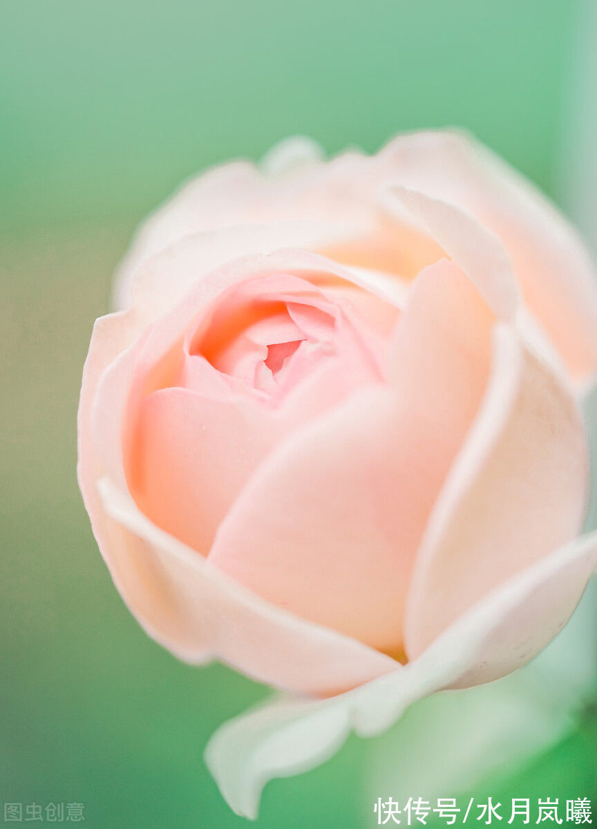 人间草木@愿有一人,待你如初,疼你入骨,懂你悲欢,知你冷暖