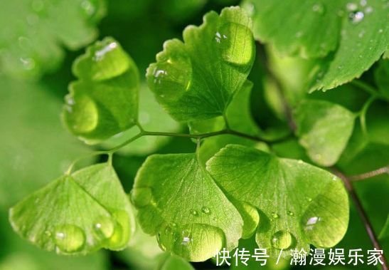 名品|喜欢菊花,不如养盆“牡丹名品”岛大臣,花团锦簇,花枝招展!