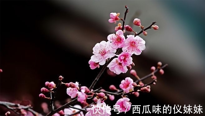 珠玉$觅得芬芳雅句，迎来珠玉文章，心随诗赋任翱翔，脉脉写情长