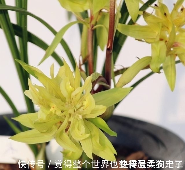 花色|喜欢兰花的,这个品种要入一盆,香气浓烈醇正,被誉为香花之王