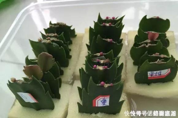 梳子|蟹爪兰插在梳子上,一次50片,大白根呼呼冒,爆盆太过瘾