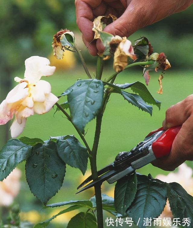 分枝|五一之后,5种“漂亮花”,开完赶紧剪,剪的越狠,下一茬花越多