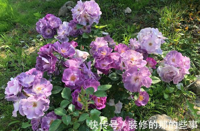 多季|月季花“蓝色梦想”，颜值超高，浓香四溢，多季开花，阳台也能养