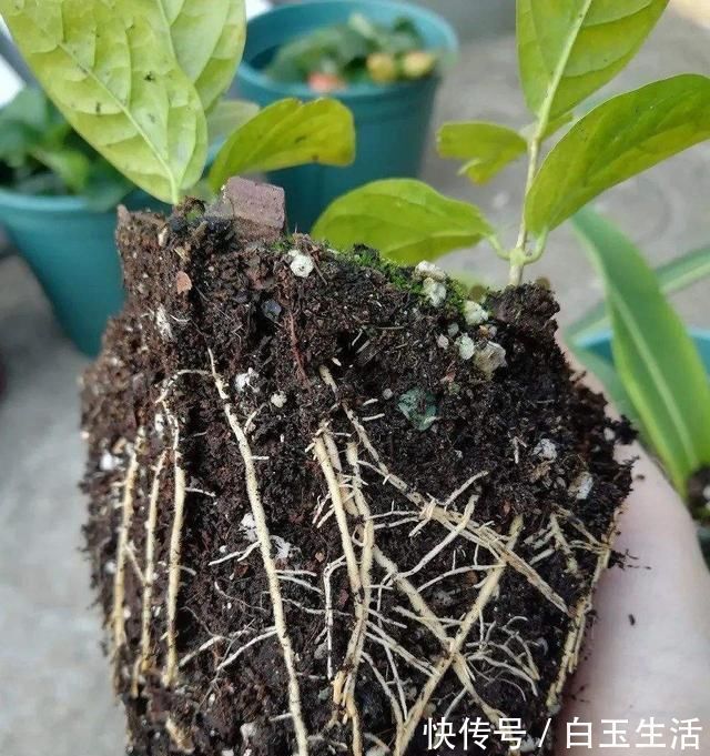 茉莉花这样养,新枝多花蕾多香味浓,自夏至秋开花不断