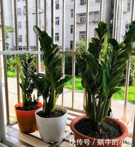 盆栽金钱树,冬末多关注这几个地方,绿叶新芽冒不停