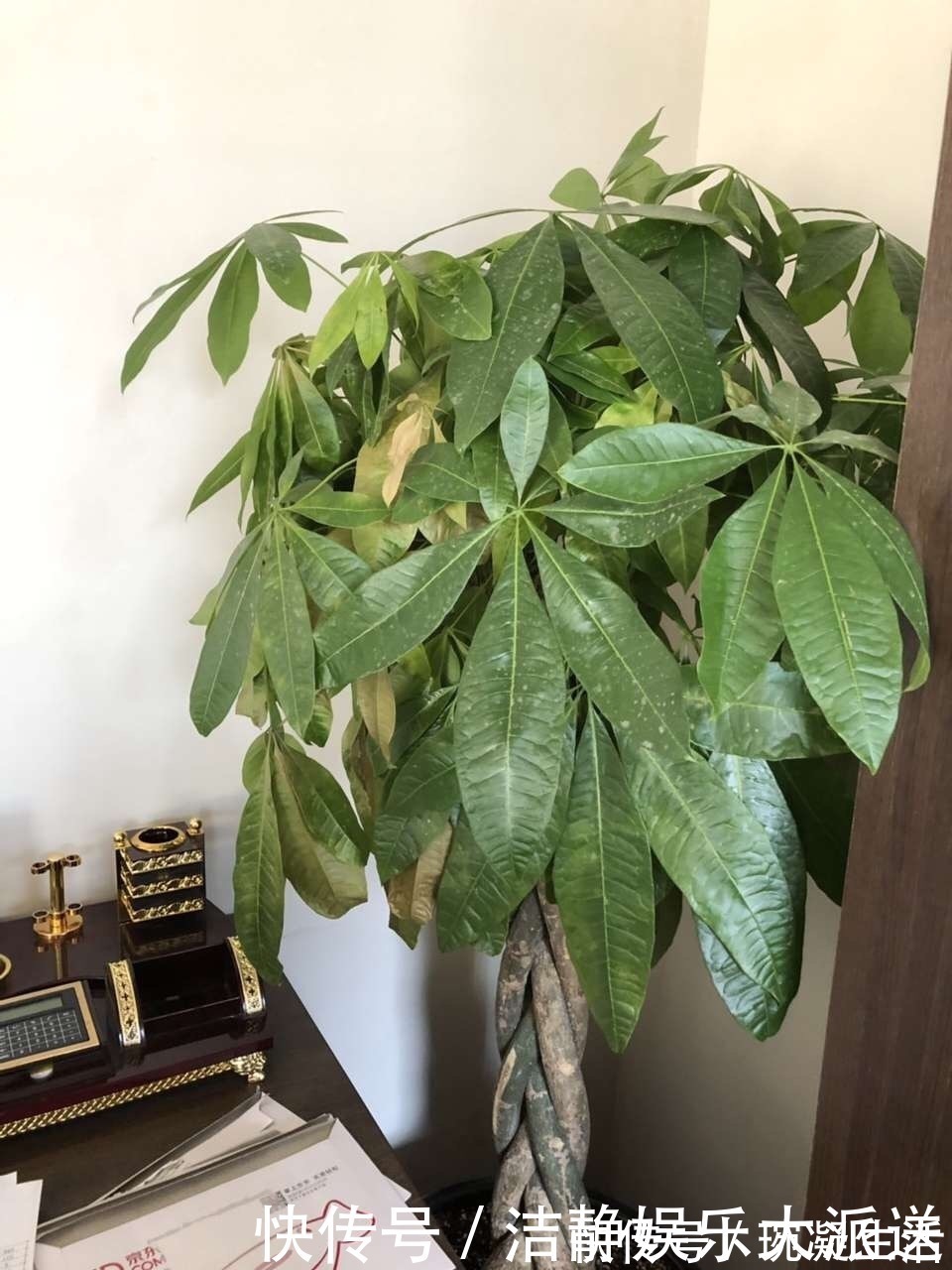 家里摆上10种花，越来越兴旺、发达，个个都是“吉祥”花