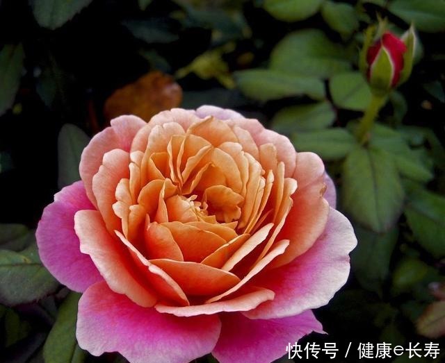 25个抗性超好的月季品种,又好养开花有多,新手好养适合盆栽!