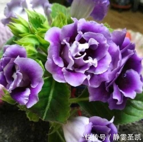 种花|4种花深受花友喜欢,开花爆盆很简单,四季有花赏,养成小老桩