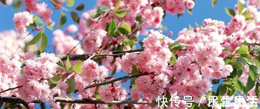 杜鹃&晏几道最经典的思乡词,词作开篇唯美动人,词尾却让人肝肠寸断!