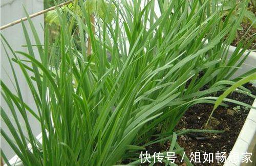 小小阳台种韭菜,不用花太多的功夫,想吃就割可以割八年