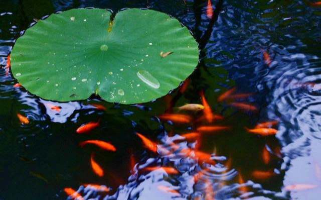 鱼儿|尼姑出上联“池中荷叶鱼儿伞”,路过的和尚吟出下联,堪称妙对