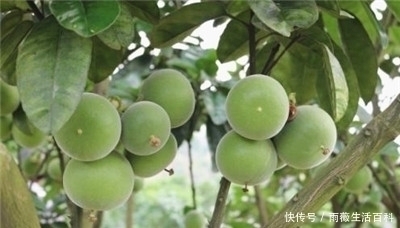 橘红|它的果皮晒干后是一种药材,叫做化橘红,中医管它叫“南方人参”