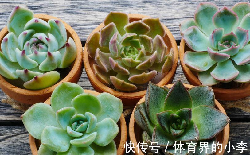 如何让多肉颜色更丰富，做好5点就能让多肉变得更美