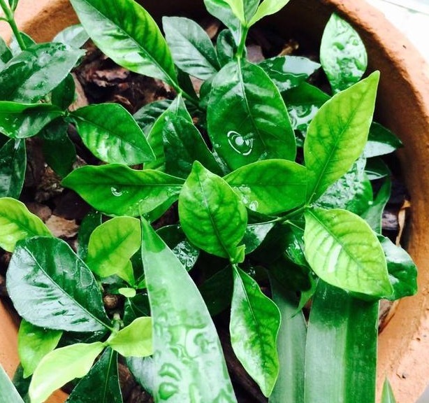 花友们这10种漂亮的花，很快就发芽长根、爆盆开花又招财气！