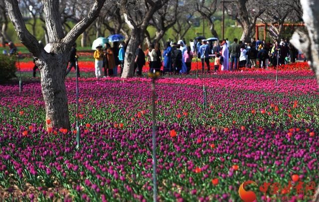 刘家峡：郁金香花开惹人醉