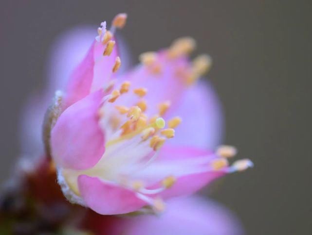 僧人|来武清这里，赏桃花！