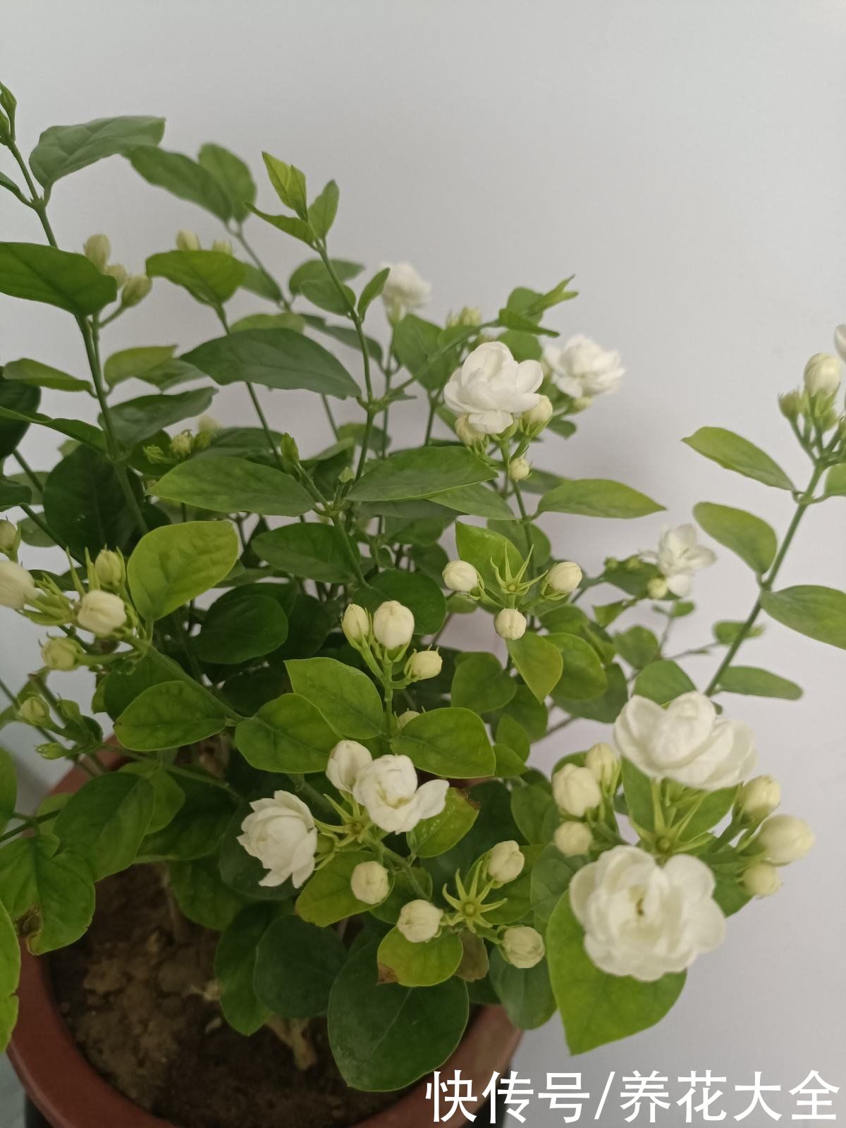 茉莉|养花不要贪多,只选一个最好的品种,在家就能养成花海