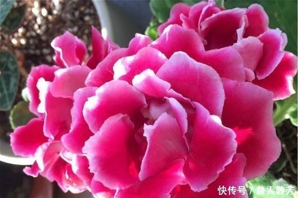 盆栽花|一种四季开花的花,用叶子都能“插活”,漂亮又好养,不养可惜了!