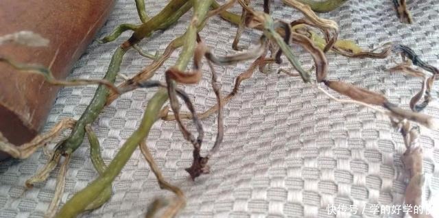 养得就剩下一些烂根的兰花,用这招能够让它重新长叶生根!