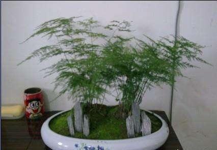 黄叶|文竹爱黄叶,学了这5招,叶子绿的滴油,蹭蹭长到巨无霸!