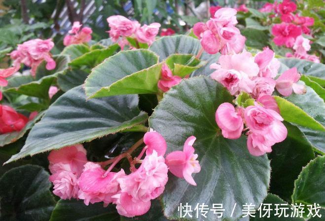 盆栽四季海棠春季换盆有哪些注意事项,你了解过嘛