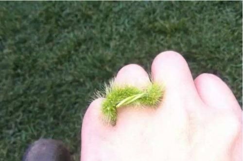 滑膜炎|农村随处可见的狗尾巴草,用来煮水治好了3种病,比特效药还管用