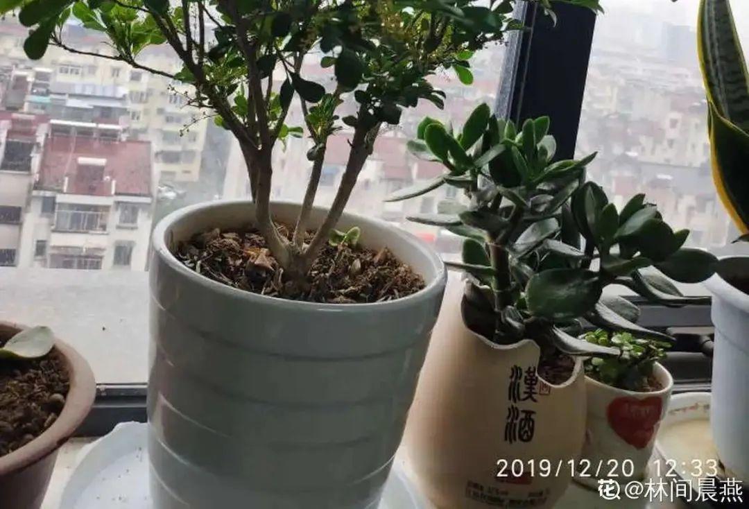 家里养了月季,花后使劲剪,越剪越开花,真省心