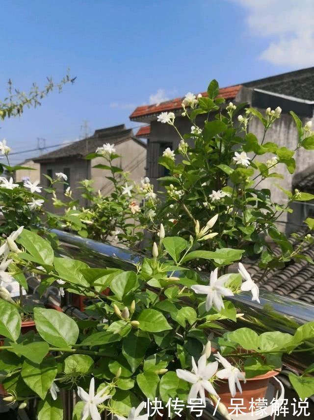 茉莉|茉莉修剪后，新枝细弱是这3点没做好，改一改，茉莉复花又爆盆
