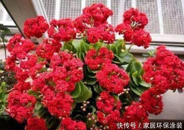 家养几种植物,阳台开出花海,满屋飘香