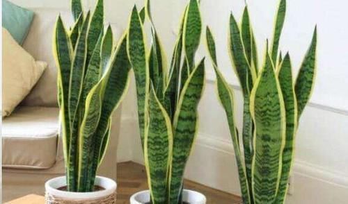 这10种花超级怕冷，再不搬进屋，小心只剩下盆了